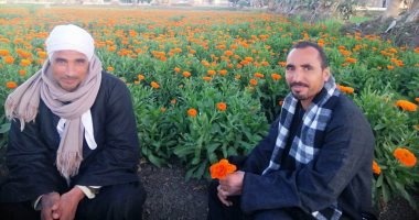 النباتات الطبية والعطرية كنوز على أرض الفيوم.. صور