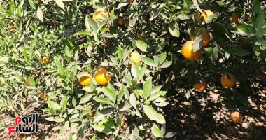 الزراعة تعلن انتهاء أزمة شحنات الموالح المحتجزه فى روسيا الزراعة تعلن انتهاء أزمة شحنات الموالح المحتجزه فى روسيا