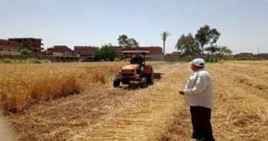 التموين: بدء استلام القمح المحلى من المزارعين منتصف أبريل