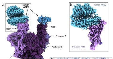 الصحة تعلن تسجيل 1811 حالة إيجابية جديدة بفيروس كورونا.. و30 وفاة