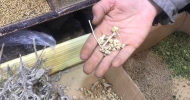 تفاصيل أشهر 7 نباتات طبية فى سيناء.. اعرف الفوائد.. (صور)