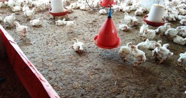 الغرف التجارية: انخفاض أسعار البيض 5 جنيهات.. والفرخة بـ48 جنيها الغرف التجارية: انخفاض أسعار البيض 5 جنيهات.. والفرخة بـ48 جنيها