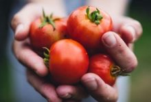 الزراعة توفر طماطم بـ10 جنيهات للكيلو جرام وخضروات بأسعار مخفضة فى منافذها