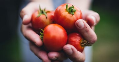 الزراعة توفر طماطم بـ10 جنيهات للكيلو جرام وخضروات بأسعار مخفضة فى منافذها