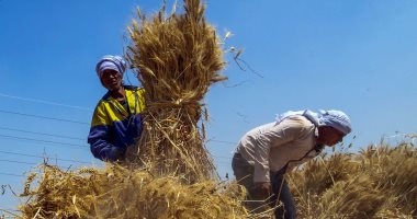 أخبار × 24 ساعة.. توجيهات رئاسية بالدفع الفورى للمزارعين عند توريد القمح أخبار × 24 ساعة.. توجيهات رئاسية بالدفع الفورى للمزارعين عند توريد القمح