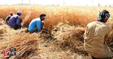 التموين: 400 مركز تجميع على مستوى الجمهورية لاستلام القمح من المزارعين التموين: 400 مركز تجميع على مستوى الجمهورية لاستلام القمح من المزارعين