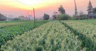الطاقة الذرية: استنباط طفرات جديدة للقمح وبدء حصاد المحصول بزيادة الإنتاج 33%