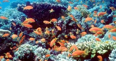 "أهم مقصد سياحى بحرى بالغردقة".. جزيرة الجفتون تستعد لاستقبال الزوار فى العيد "أهم مقصد سياحى بحرى بالغردقة".. جزيرة الجفتون تستعد لاستقبال الزوار فى العيد