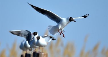 البيئة: غدا نحتفل برصد الطيور الحوامة من قلب نهر النيل