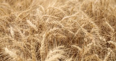 روسيا تعتزم تعزيز صادراتها من القمح إلى الشرق الأوسط وأفريقيا