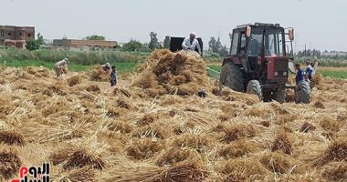 الذهب الأصفر يواصل طريقه إلى شون وصوامع المحافظات.. التفاصيل الذهب الأصفر يواصل طريقه إلى شون وصوامع المحافظات.. التفاصيل