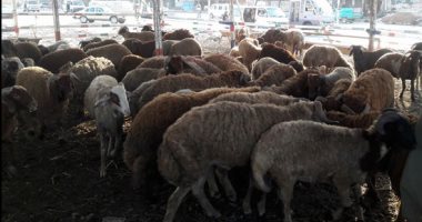 ننشر منافذ المجمعات الاستهلاكية لطرح خراف حية للأضاحى ننشر منافذ المجمعات الاستهلاكية لطرح خراف حية للأضاحى