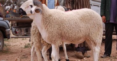 حكم الجمع بين نية العقيقة والأضحية.. الأزهر يوضح حكم الجمع بين نية العقيقة والأضحية.. الأزهر يوضح