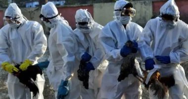 غينيا تبلغ عن تفشى سلالة شديدة العدوى لأنفلونزا الطيور غرب البلاد