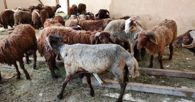 7 محاذير لإقامة شوادر عرض وبيع الأضاحى بالشوارع.. غرامة 3 آلاف جنيه