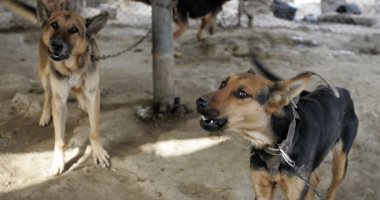الإفتاء: الكلب ليس نجسًا ويجوز تربيته فى المنزل للحراسة.. فيديو الإفتاء: الكلب ليس نجسًا ويجوز تربيته فى المنزل للحراسة.. فيديو