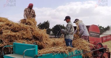 أخبار × 24 ساعة.. التموين: حوافز إضافية للمزارعين الملتزمين بتوريد القمح أخبار × 24 ساعة.. التموين: حوافز إضافية للمزارعين الملتزمين بتوريد القمح