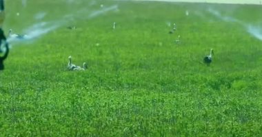 "مستقبل مصر": المستهدف فى مشروع الدلتا الجديدة إضافة 2.2 مليون فدان زراعى "مستقبل مصر": المستهدف فى مشروع الدلتا الجديدة إضافة 2.2 مليون فدان زراعى