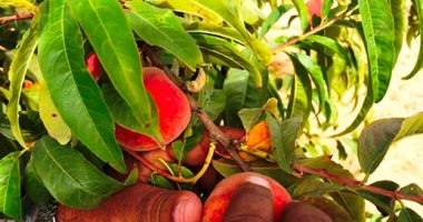 الزراعة: الخوخ آمن ولا يحتاج رش مركبات للتلوين.. وتناوله بكثرة يسبب الإسهال الزراعة: الخوخ آمن ولا يحتاج رش مركبات للتلوين.. وتناوله بكثرة يسبب الإسهال