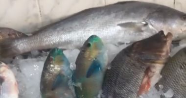 التموين تطرح أسماكا طازجة ومجمدة بتخفيضات 20%.. فيديو