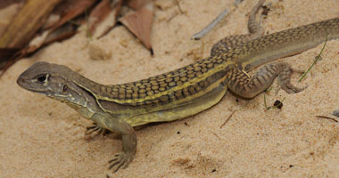 الزراعة تحذر من الحشرات الزاحفة: "تخرج في الحر لتبحث عن المناطق الرطبة" الزراعة تحذر من الحشرات الزاحفة: "تخرج في الحر لتبحث عن المناطق الرطبة"