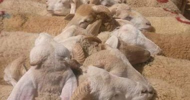 الإفتاء: يجوز إعطاء غير المسلمين من الأضحية لفقر أو قرابة أو جوار