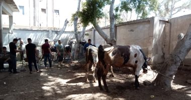 مجزر البساتين يخصص 4 صالات لاستقبال أضاحى المواطنين بالمجان