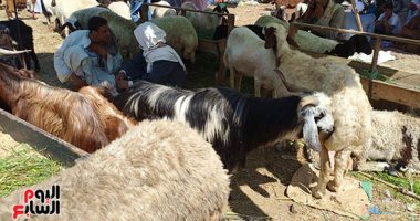 مجازر القاهرة تفتح أبوابها مجانا أمام أضاحى المواطنين خلال ساعات مجازر القاهرة تفتح أبوابها مجانا أمام أضاحى المواطنين خلال ساعات