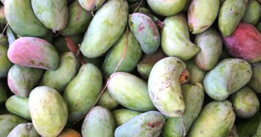 المانجو فى أسوان.. 125 ألف طن سنويا بقيمة تسويقية 3 مليارات جنيه المانجو فى أسوان.. 125 ألف طن سنويا بقيمة تسويقية 3 مليارات جنيه