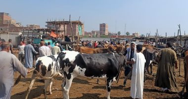 تعرف على أسعار الأضاحى فى سوق منوف أكبر أسواق المنوفية.. لايف