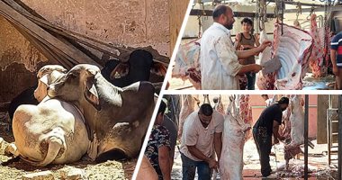 مجازر الجيزة تفتح أبوابها مجانا خلال العيد لذبح الأضاحى.. اعرف عناوينها مجازر الجيزة تفتح أبوابها مجانا خلال العيد لذبح الأضاحى.. اعرف عناوينها