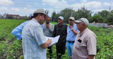 "كفر الشيخ" الأولى فى زراعة القطن على مستوى الجمهورية بـ107 آلاف فدان