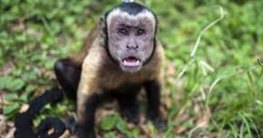 قرد على قوائم المطلوبين فى اليابان.. أصاب 10 أفراد بينهم أطفال