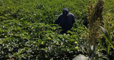 بشائر اللؤلؤ الأبيض على أرض مصر.. الكنز اللى فتح فى غيطان الشرقية "صور"