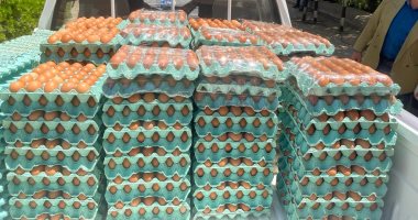 الزراعة: تراجع أسعار البيض بالبورصة ونواصل طرحه فى المنافذ بسعر مخفض