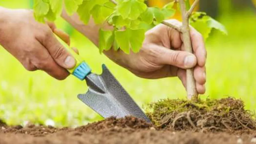 زراعة الأشجار