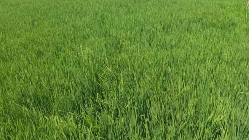 الزراعة بمصر