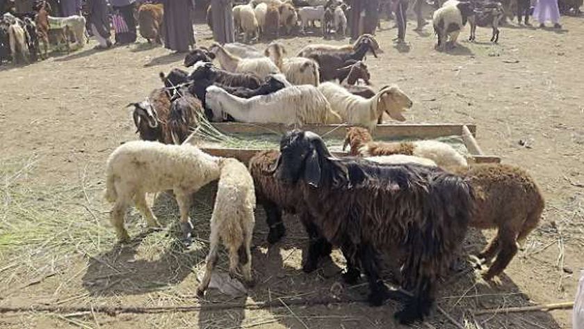 رعي الأغنام أحد المشروعات الصغيرة