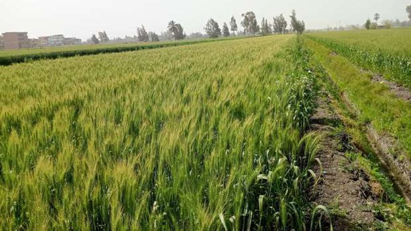 محصول القمح