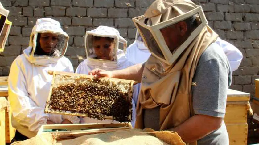تربية النحل