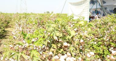 مدير معهد بحوث القطن: الأبحاث الجديدة تجعل القطن المصرى يجنى 100 مليار دولار