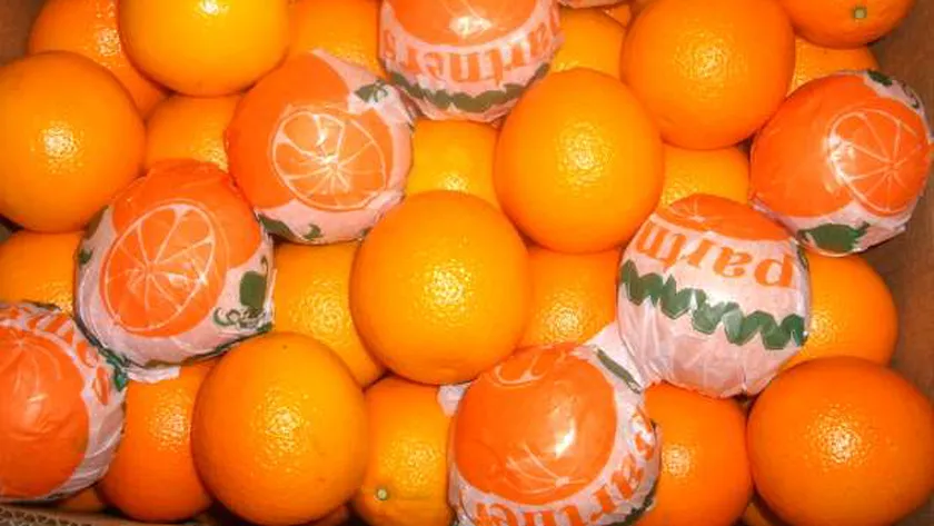 البرتقال المصري احتل المرتبة الأولى عالميا العام الماضي