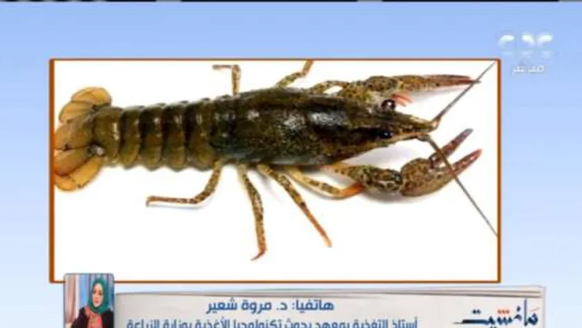 الجمبري الكداب