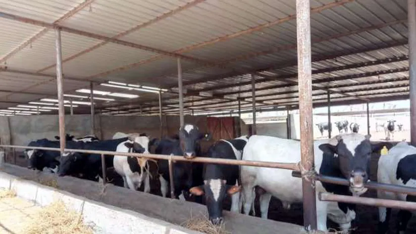 القومي للبتلو