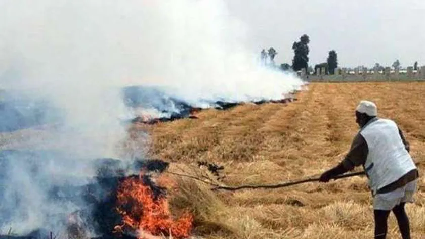 حرق قش الأرز