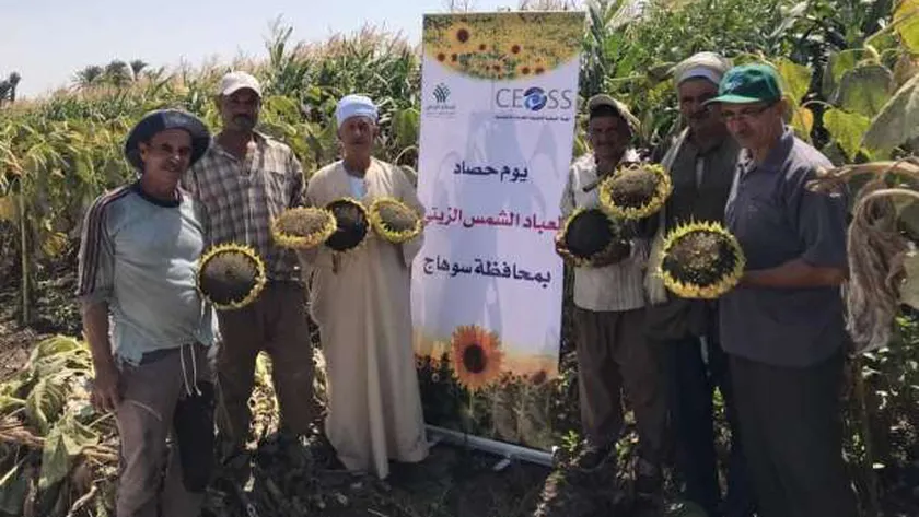 جانب من الحصاد