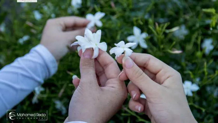 حصاد الياسمين- صورة أرشيفية