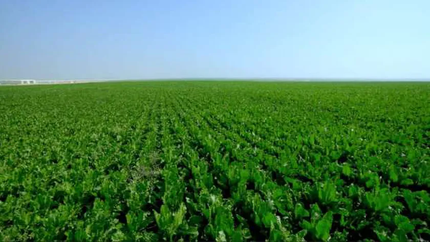 13146931741653128872 مشروع مستقبل مصر