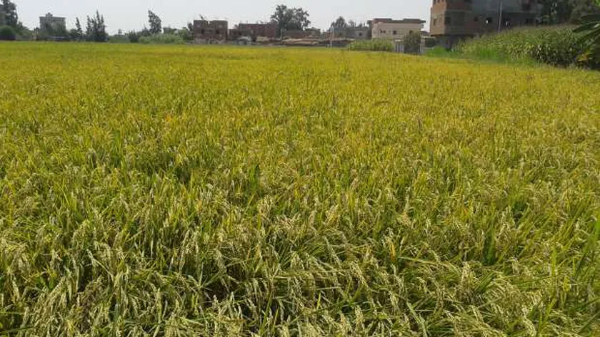 ترقب لبدء حصاد الأرز - أرشيفية -