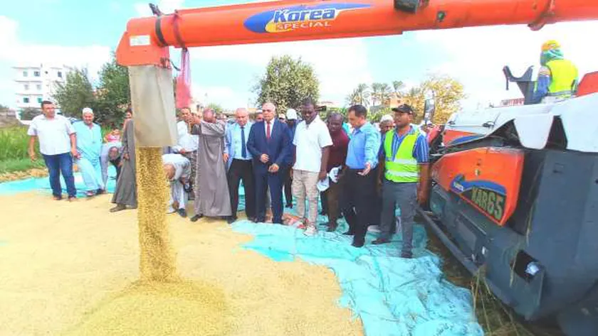 حصاد الأرز - صورة أرشيفية